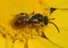 Sphecodes sp.